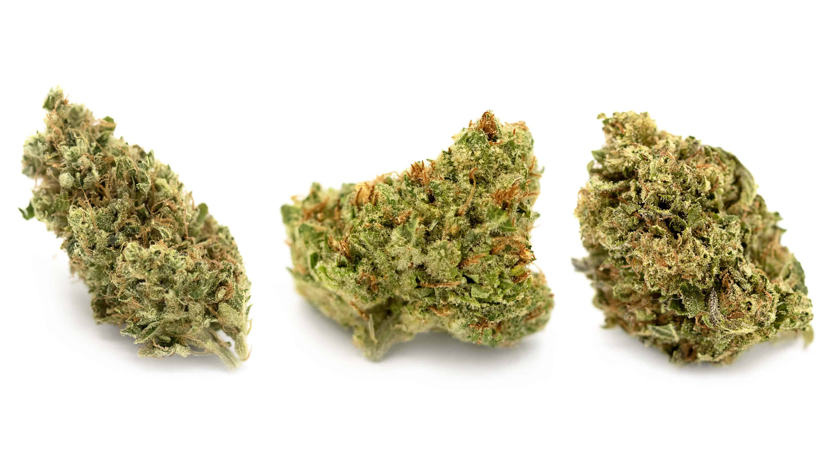 image of sour diesel buds on white surface.