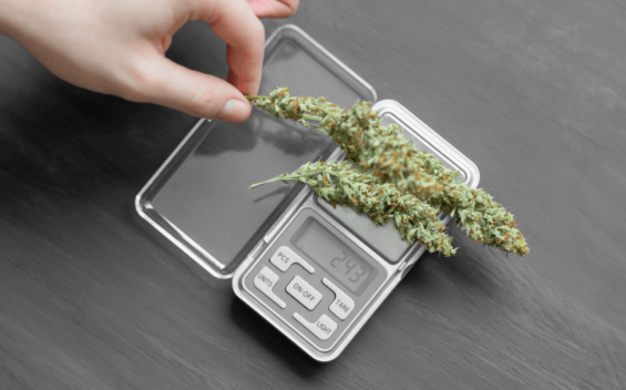 image of a cannabis flower on a scale for determining dosage
